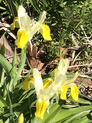 Iris bucharica