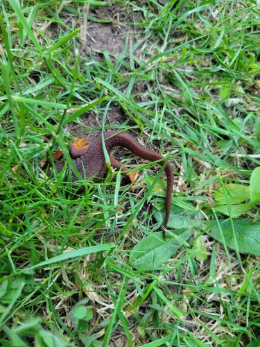 Rough-skinned Newt observed by countcorvidae