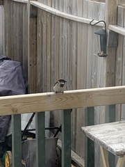 Passer domesticus