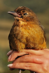 Grallaria quitensis