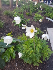 Anemonoides sylvestris