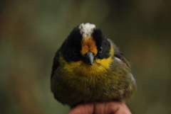 Atlapetes pallidinucha