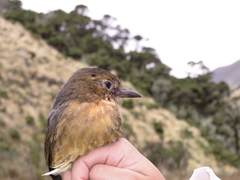 Grallaria quitensis
