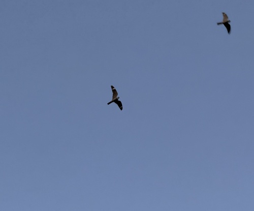 Lesser Nighthawk observed by nips_