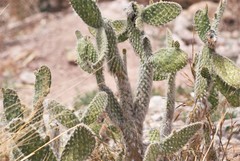 Opuntia senilis