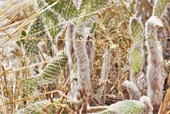 Opuntia senilis
