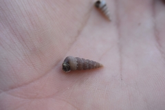 Cerithideopsis