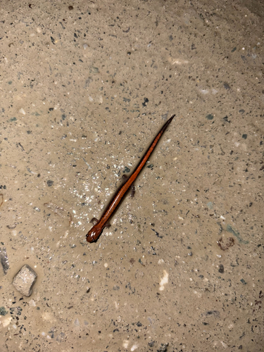 Eastern Red-backed Salamander observed by nate-camiscioli