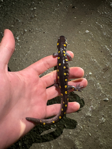Spotted Salamander observed by nate-camiscioli