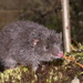 Silky Shrew Opossum - Photo (c) jorgebrito, some rights reserved (CC BY-NC), uploaded by jorgebrito