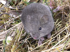 Akodon mollis