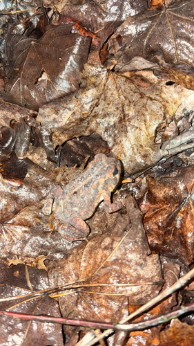 American Toad observed by nate-camiscioli