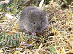 Akodon mollis