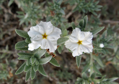 Euploca convolvulacea