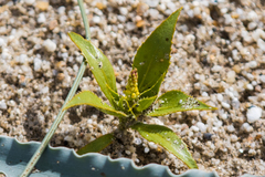 Stillingia spinulosa
