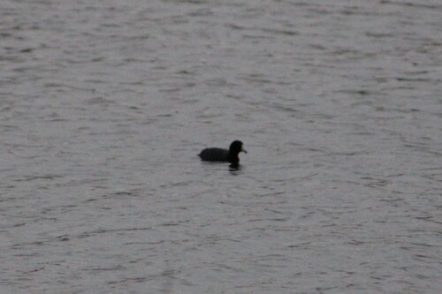 American Coot observed by gregorysk