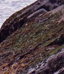 Charadrius modestus