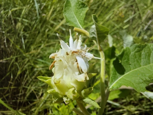 Shire Vernonia