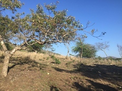 Byrsonima crassifolia