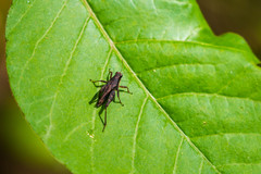 Tettigidea lateralis