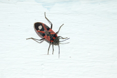 Lygaeus alboornatus