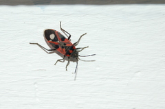 Lygaeus alboornatus