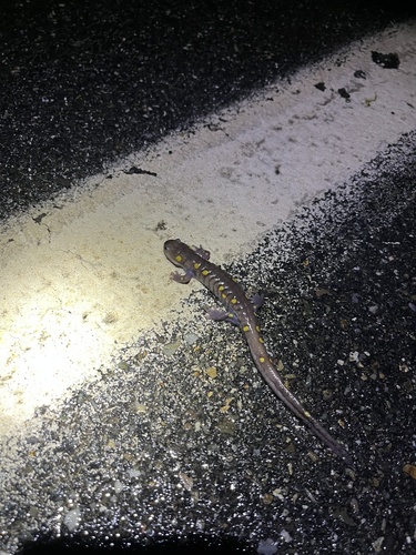 Spotted Salamander observed by sheridanrtodd
