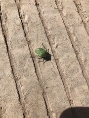 Chlorochroa uhleri