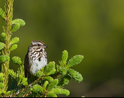 Song Sparrow observed by dailyentomologist