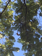 Vachellia pennatula