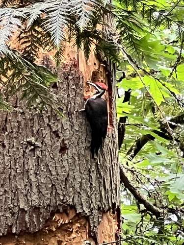 Pileated Woodpecker observed by heatherliz