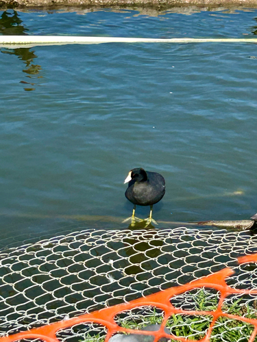 American Coot observed by kheidari