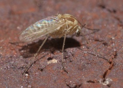 Procladius bellus