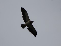 Buteo swainsoni