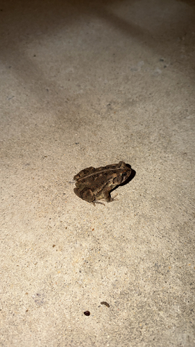 Fowler's Toad observed by crmudryk