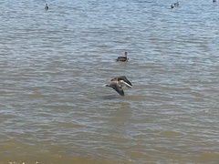 Pelecanus occidentalis