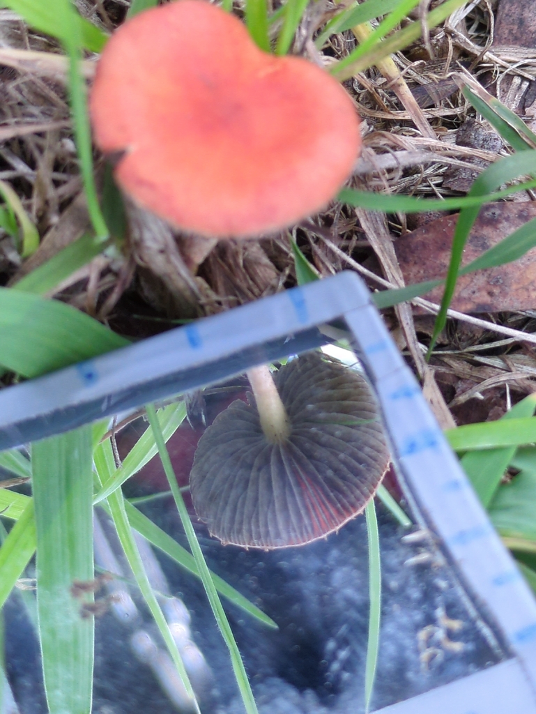 Leratiomyces ceres · May 2026 · photo: © bbdown (iNaturalist, cc0)