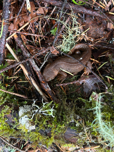 Rough-skinned Newt observed by juhjuhbinkies