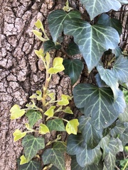 Hedera helix