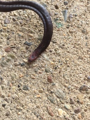 Oscaecilia