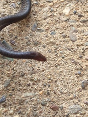 Oscaecilia