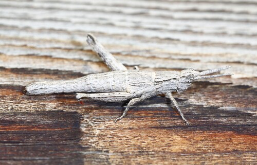 Clematodes larreae