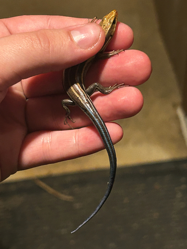 Common Five-lined Skink observed by ezzzra