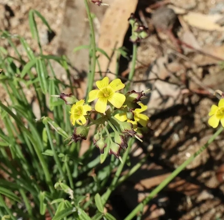 Oxalis tortuosa Lindl. 2