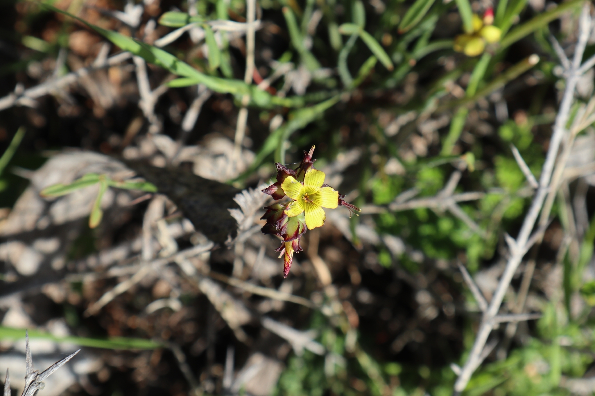 Oxalis tortuosa Lindl. 3