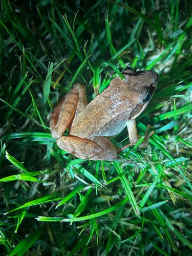 Wood Frog observed by ezzzra