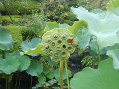 Nelumbo nucifera