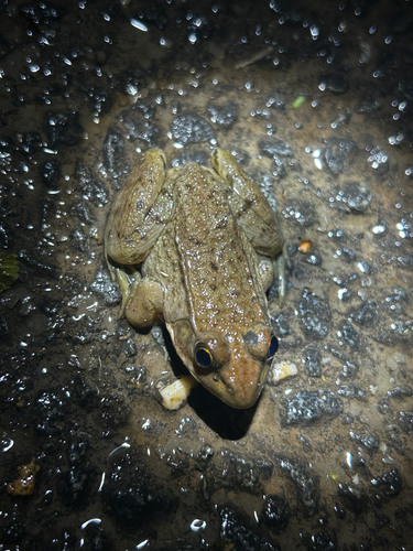 Green Frog observed by ezzzra