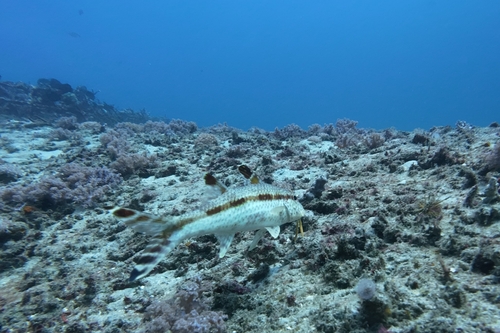 Freckled Goatfish (Upeneus tragula)