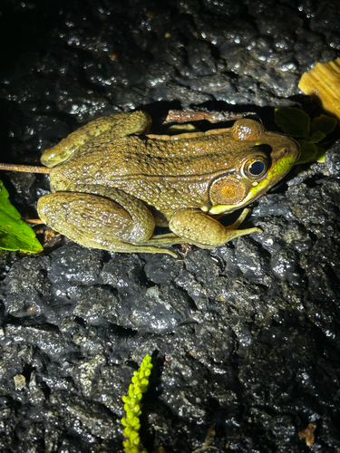 Green Frog observed by ezzzra